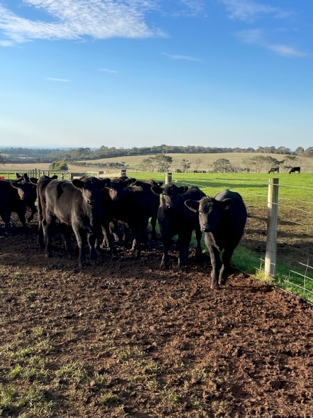 12 x Certified Organic Angus Heifers 10 months old