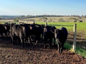 12 x Certified Organic Angus Heifers 10 months old