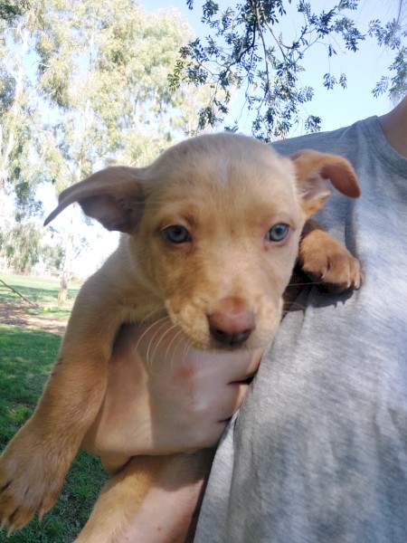 Female Kelpie Puppy