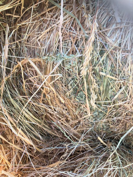Oaten hay rolls