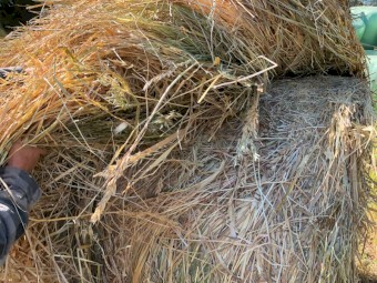 Oaten hay rolls