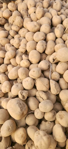 Cattle feed Potatoes