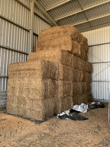 2023 Vetch Hay