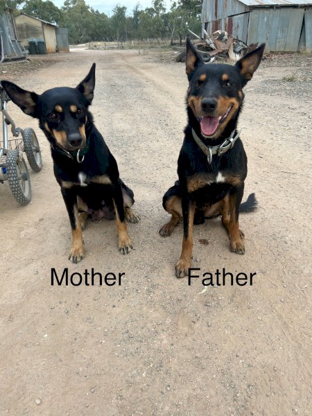 Kelpie Pups 