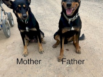 Kelpie Pups 