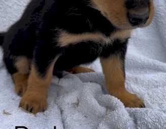 Kelpie Pups 