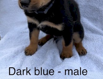 Kelpie Pups 