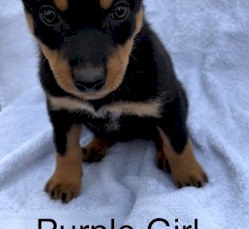 Kelpie Pups 