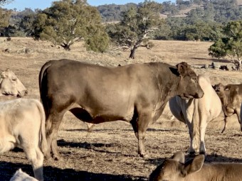 Sampson Murray Grey Bull
