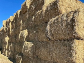 TEFF STRAW