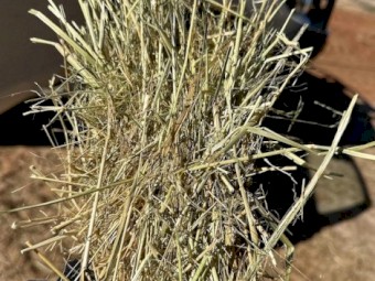 TEFF STRAW