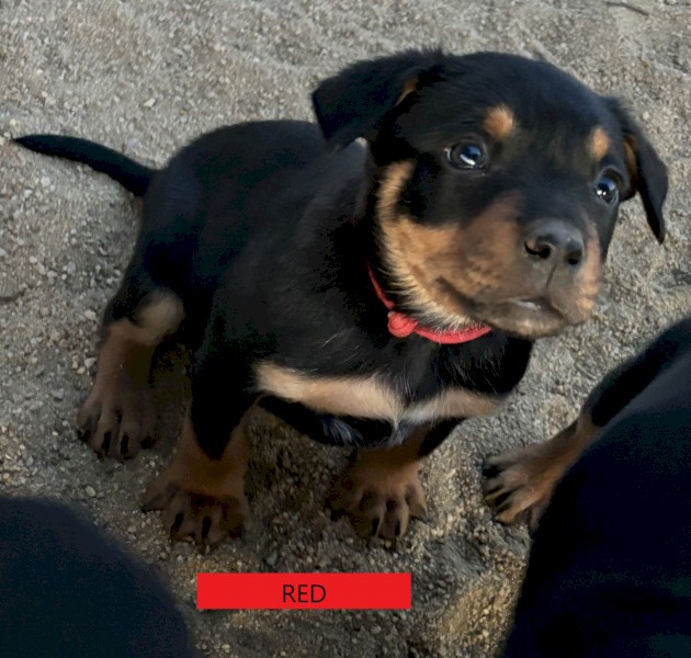 Kelpie Pups