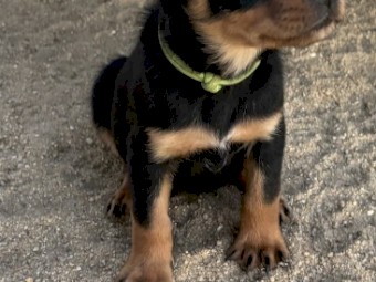 Kelpie Pups