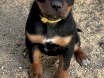 Kelpie Pups