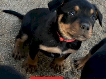 Kelpie Pups