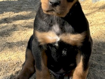 Kelpie Pups