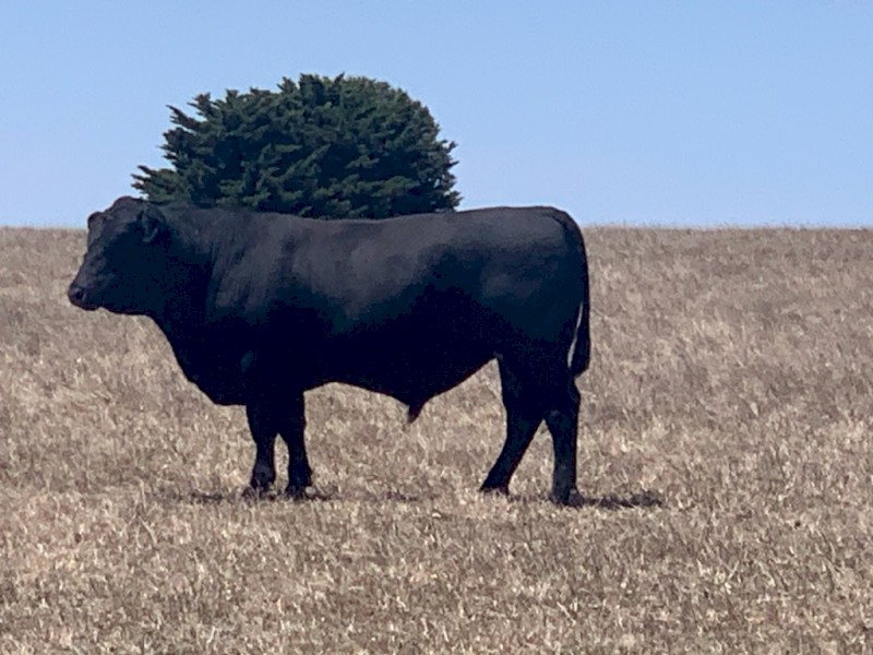 30 months Bull