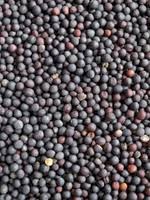 WANTED 300mt Canola