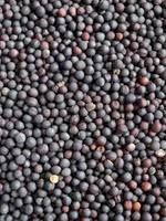 WANTED 300mt Canola
