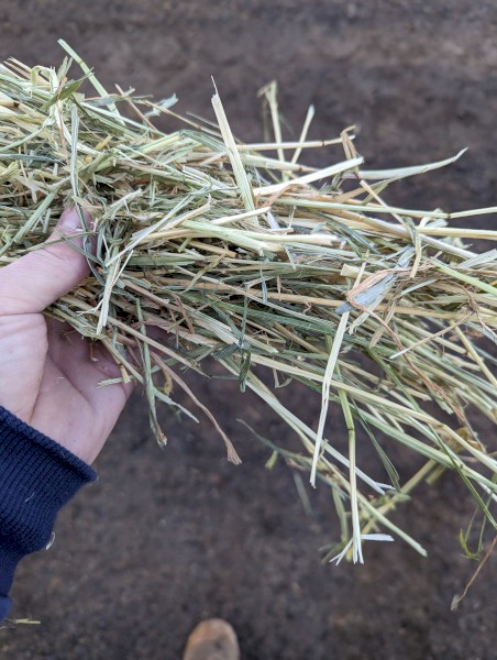 Lucerne and Ryegrass Hay