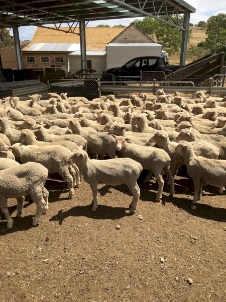400 Shorn Mixed Sex Cross Bred Lambs x 400