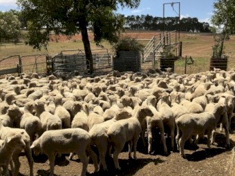 400 Shorn Mixed Sex Cross Bred Lambs x 400