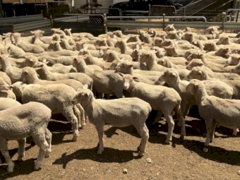 400 Shorn Mixed Sex Cross Bred Lambs x 400