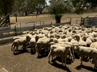 400 Shorn Mixed Sex Cross Bred Lambs x 400