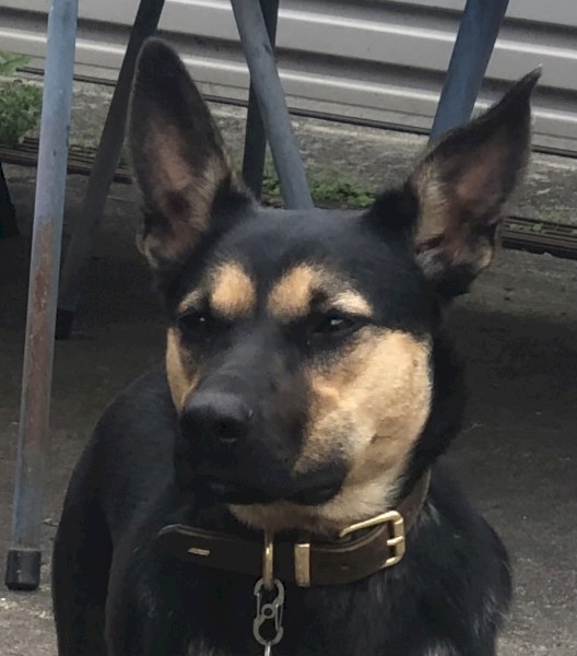 Purebred Kelpie