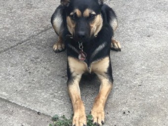 Purebred Kelpie