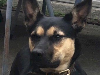 Purebred Kelpie