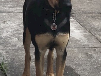 Purebred Kelpie