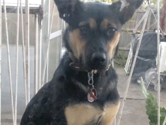 Purebred Kelpie