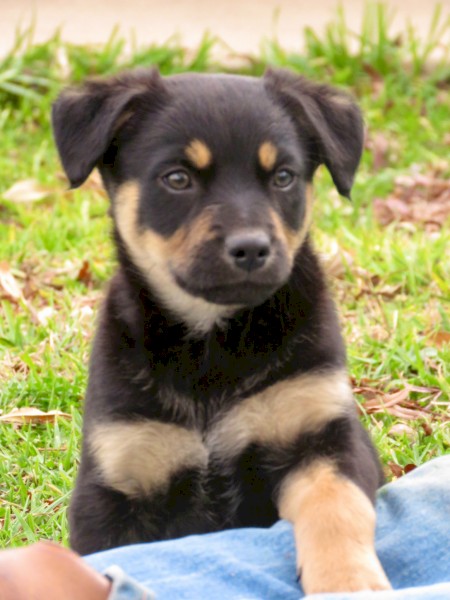 Male Kelpie puppies 