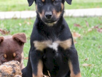 Male Kelpie puppies 
