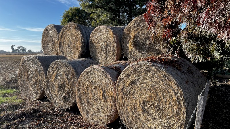 Wheaten Hay Round bale
