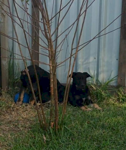 Working pups 