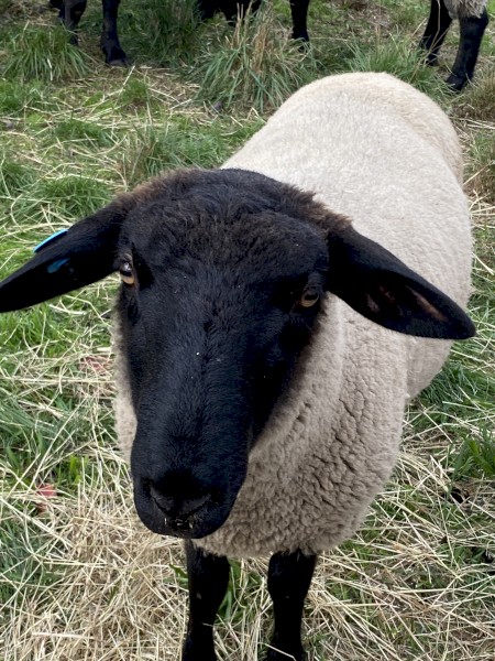 Suffolk Rams 