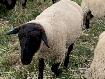 Suffolk Rams 