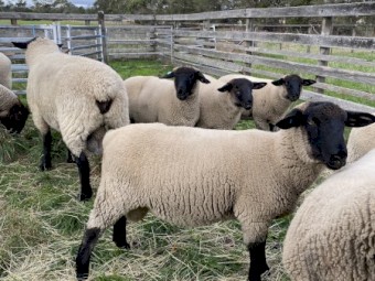 Suffolk Rams 