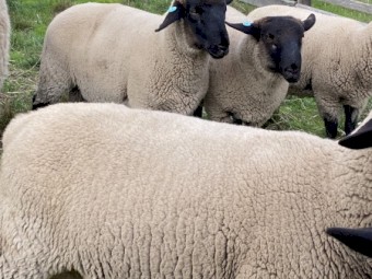 Suffolk Rams 