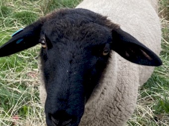 Suffolk Rams 