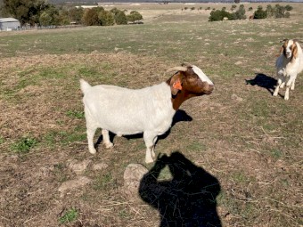 Boer goat does for sale - pure bred