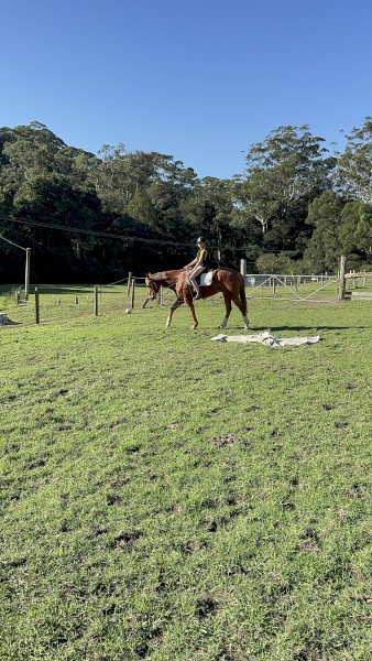 WANTED Lucerne Hay Small Squares