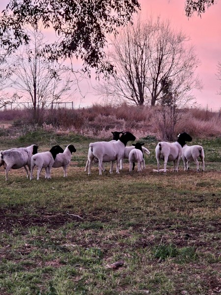 Dorper  Ewes with Lambs at foot