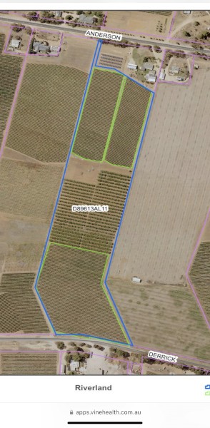 Vinyard for sale 