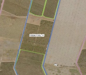 Vinyard for sale 