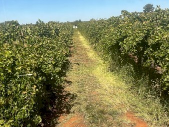 Vinyard for sale 