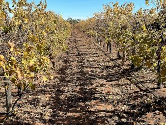 Vinyard for sale 