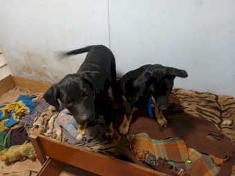 Working kelpie pups